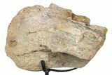 Fossil Sauropod Vertebra Section w/ Metal Stand - Colorado #304855-1